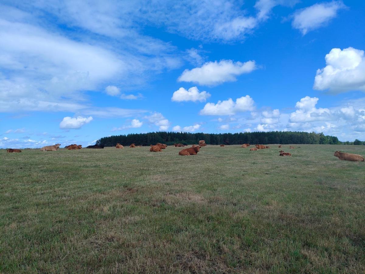 Gasthaus Agrogospodarstwo Halina Luc Sasino Exterior foto